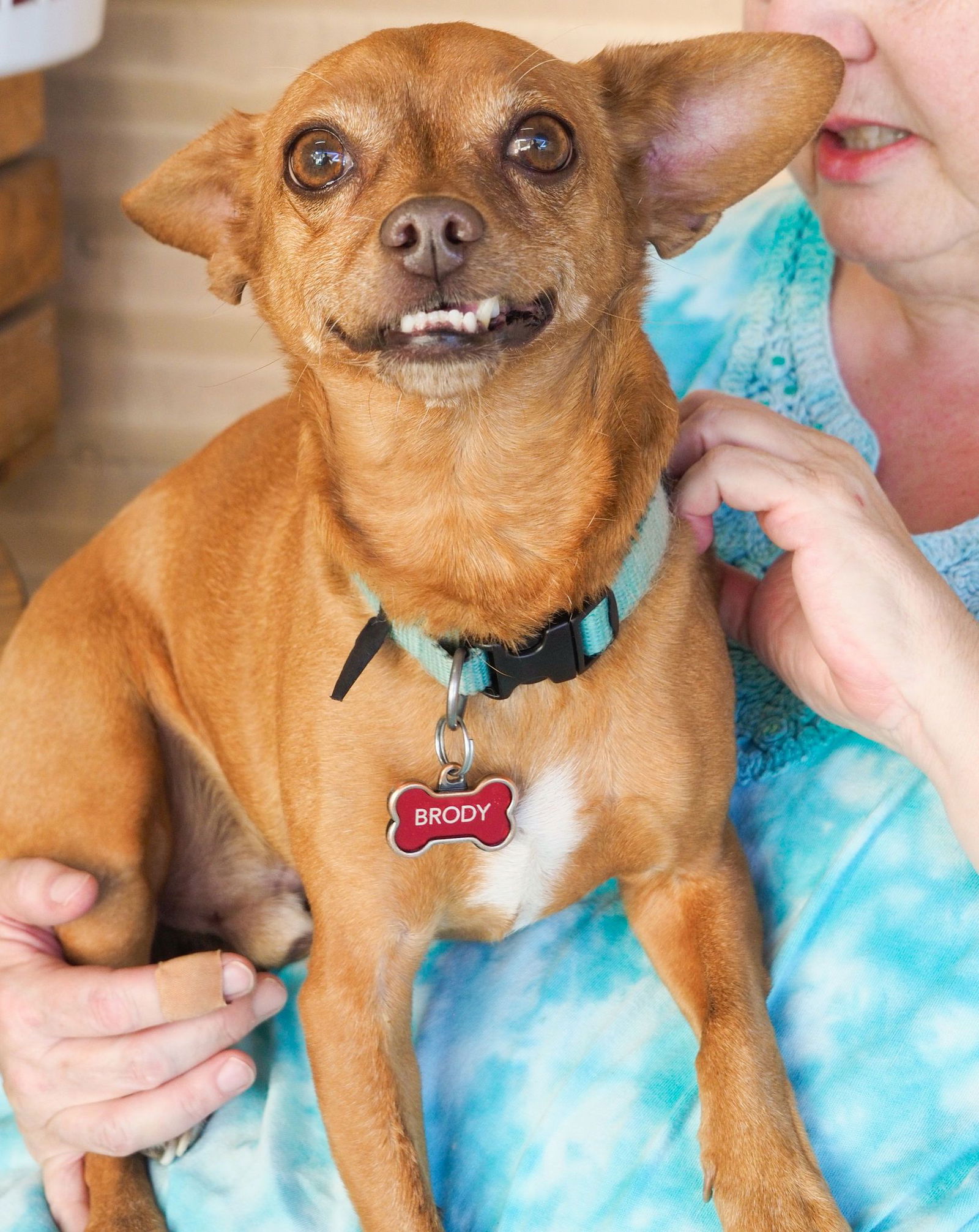 adoptable Dog in Phoenix, AZ named Brody