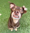 adoptable Dog in Phoenix, AZ named Jack Daniels (JD)