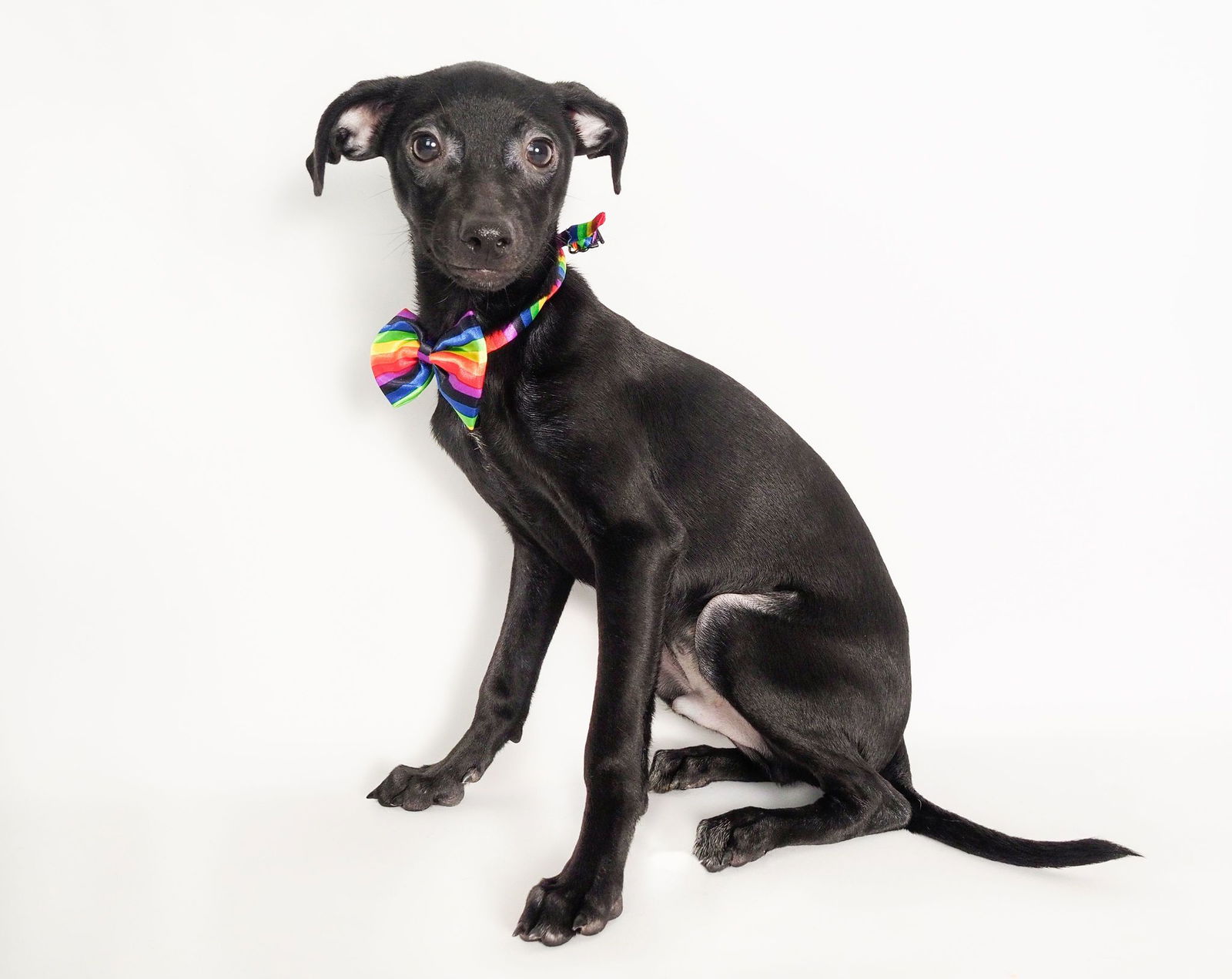 adoptable Dog in Phoenix, AZ named Phelps