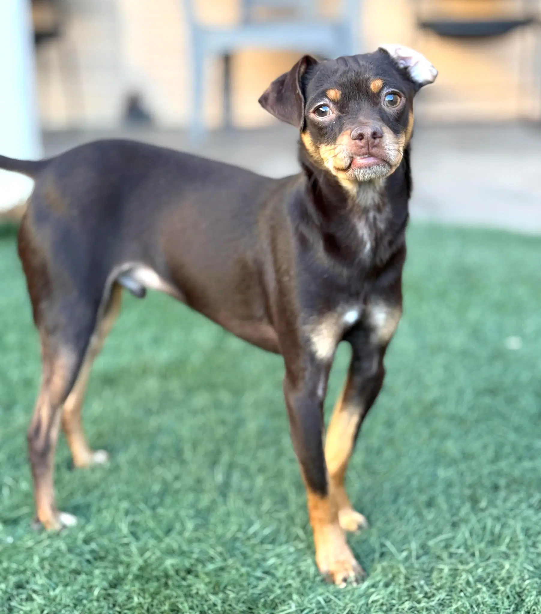 Kahlua image 3