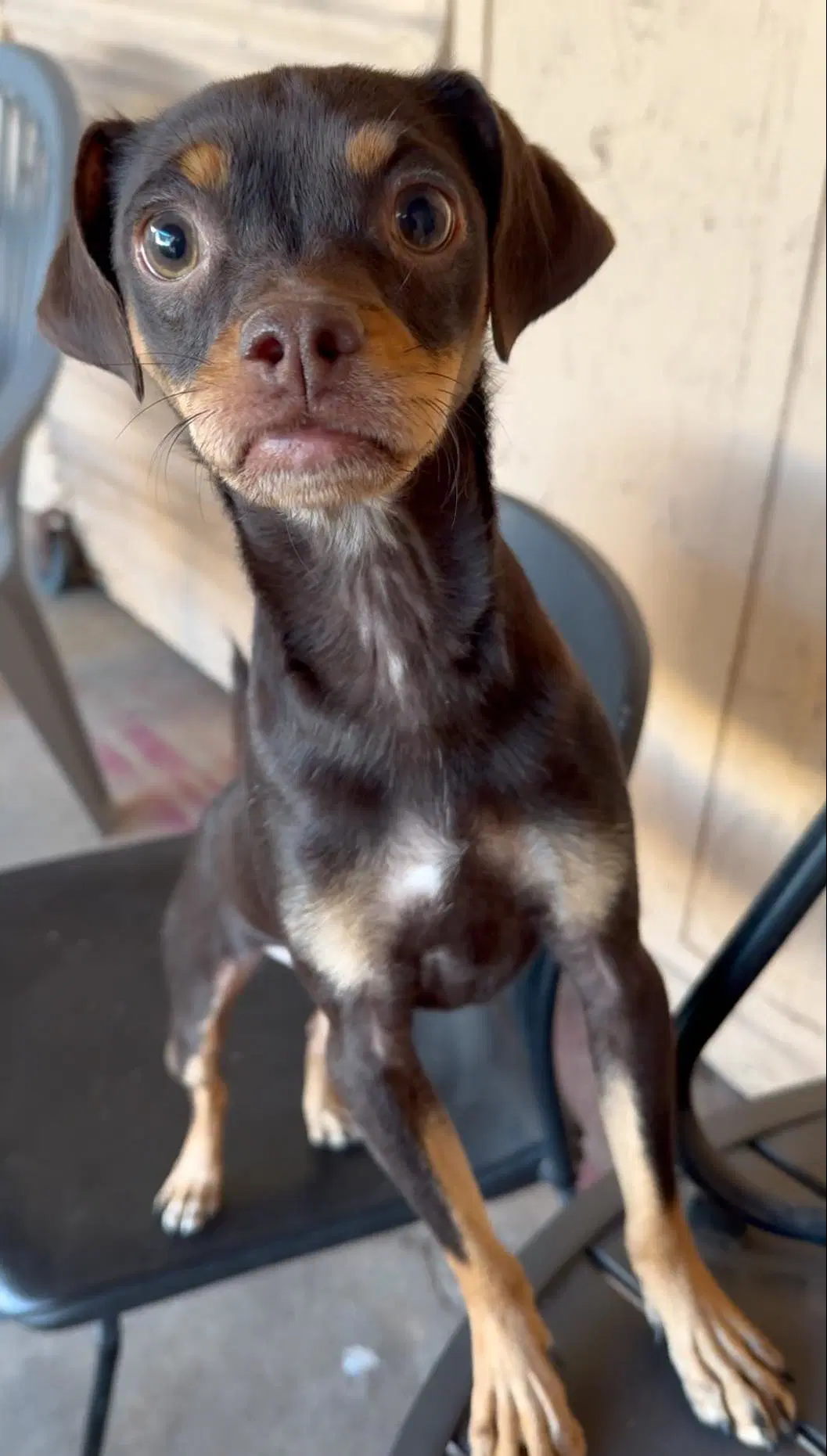 Kahlua image 4