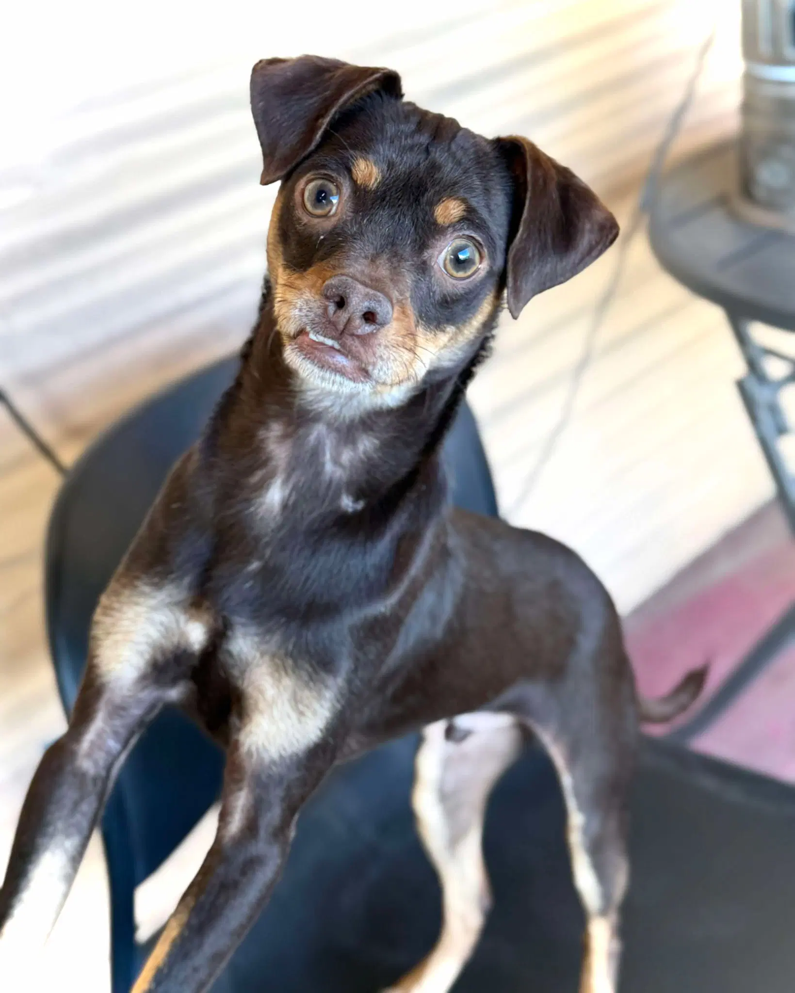 Kahlua image 2