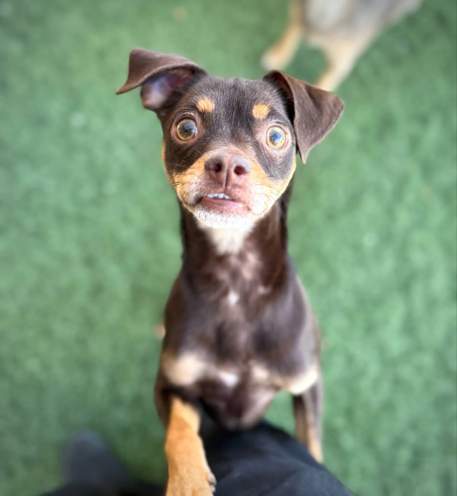 Kahlua - Chihuahua