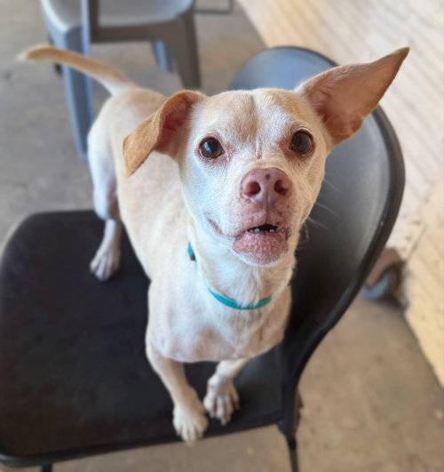 picture of the dog needing adoption