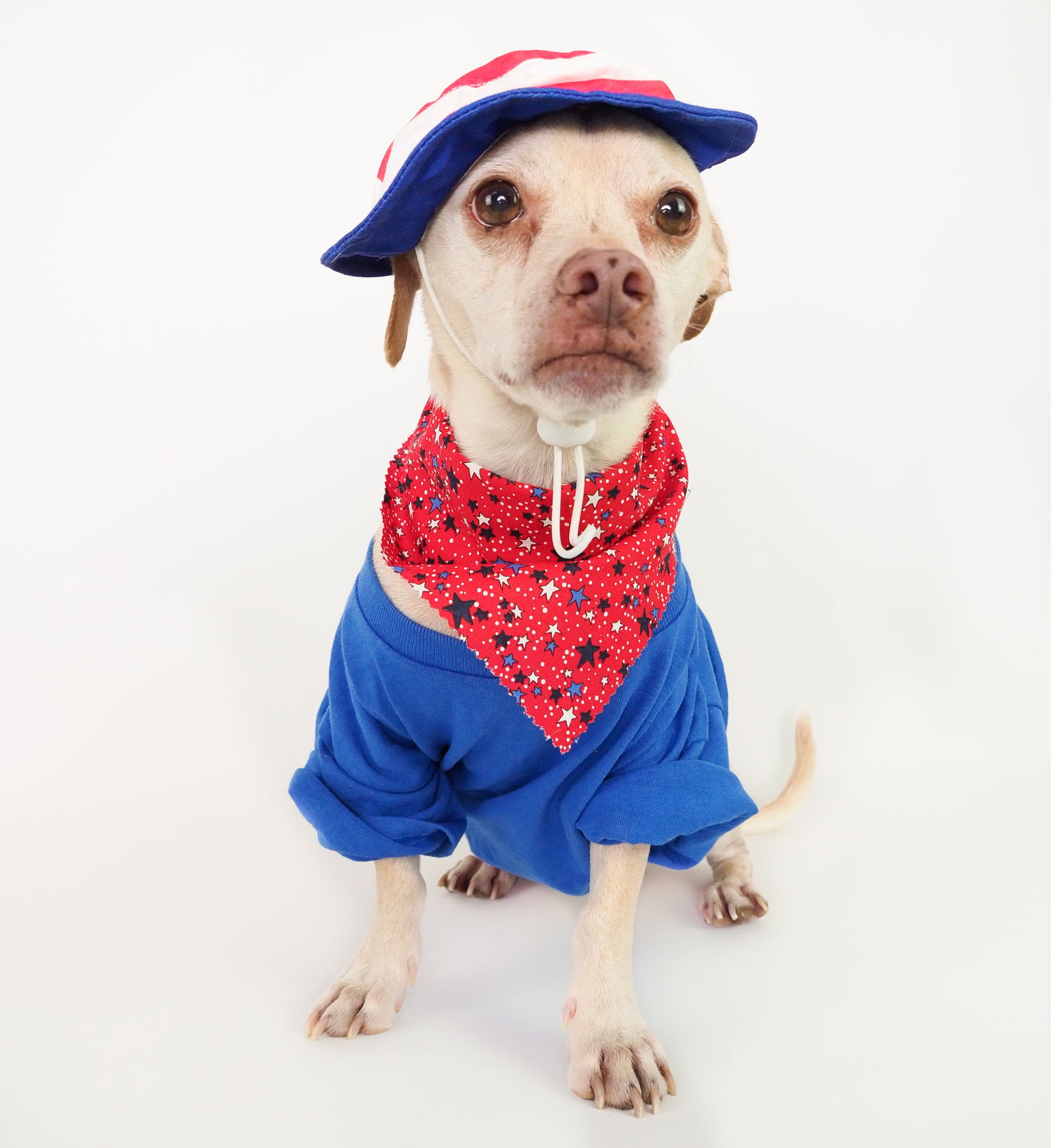 adoptable Dog in Phoenix, AZ named Butch