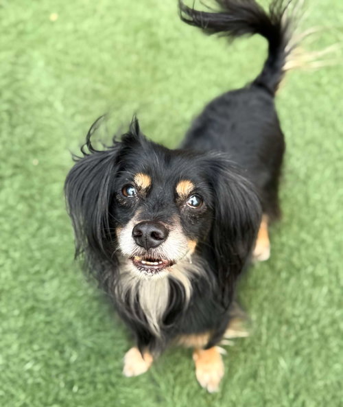 picture of the dog needing adoption