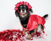 Chuco - Photo 1