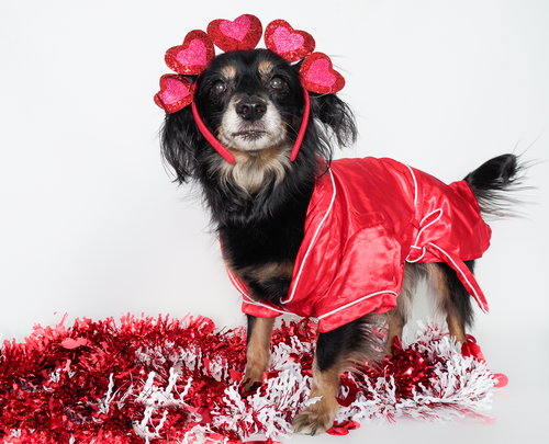 CHUCO - Spaniel / Dachshund available for adoption