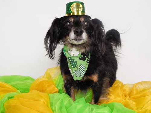 CHUCO - Spaniel / Dachshund available for adoption