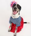 adoptable Dog in Phoenix, AZ named Panda