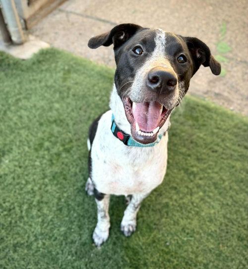picture of the dog needing adoption