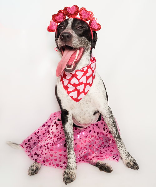 PANDA - Greyhound / American Staffordshire Terrier available for adoption