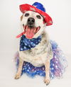 adoptable Dog in Phoenix, AZ named Maggie-Moo