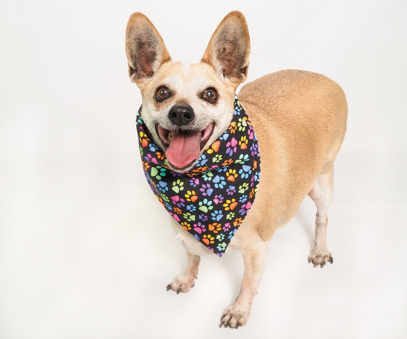 adoptable Dog in Phoenix, AZ named Chico