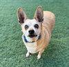 Chico - Photo 4