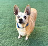 Chico - Photo 5