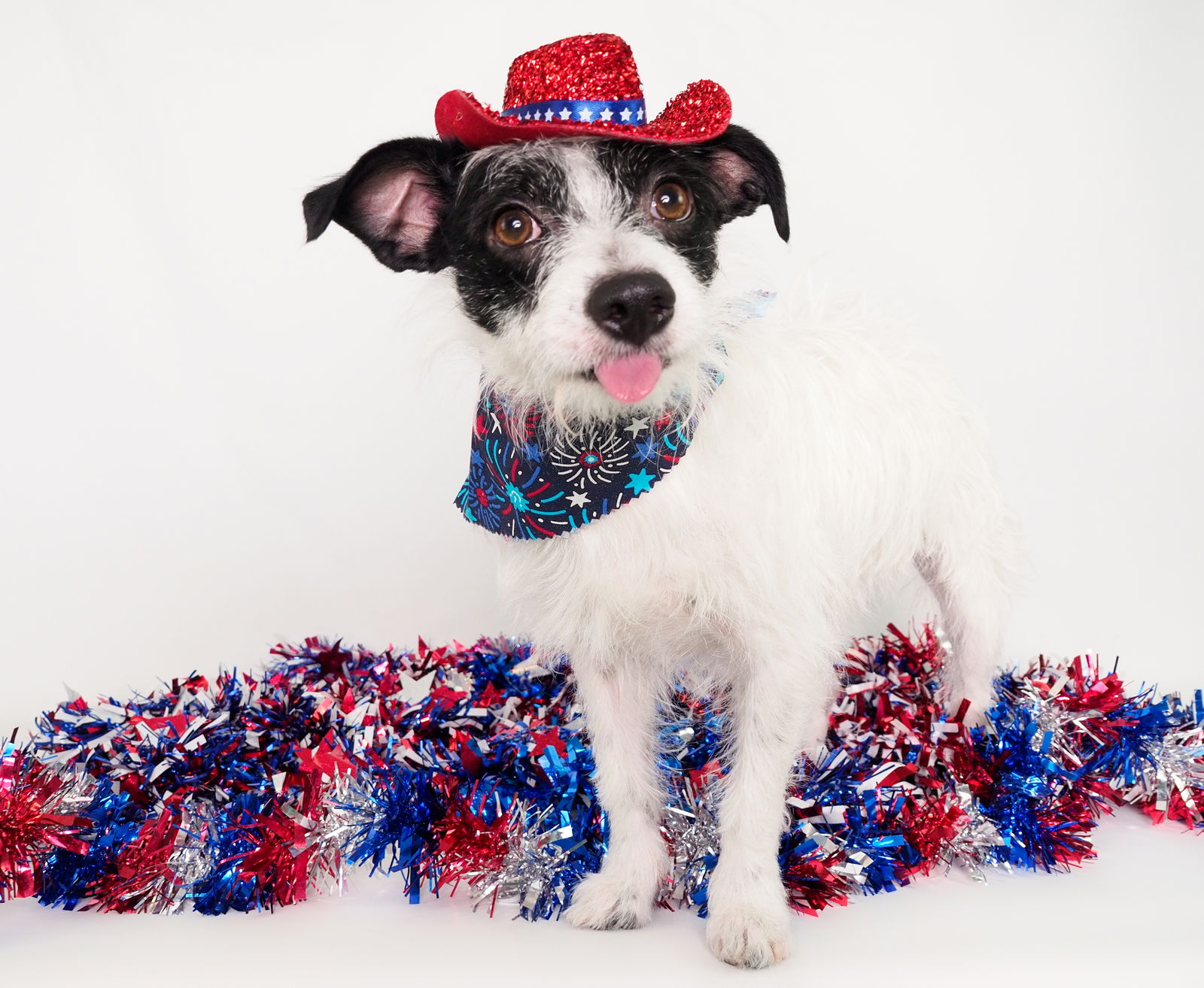 adoptable Dog in Phoenix, AZ named Bandit