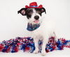 adoptable Dog in Phoenix, AZ named Bandit