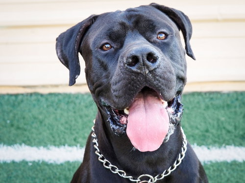 picture of the dog needing adoption
