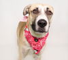 adoptable Dog in  named Redburn