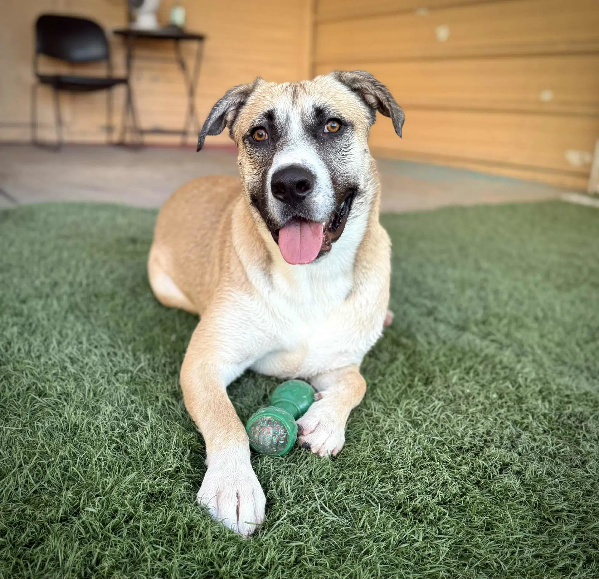 Redburn - American Staffordshire Terrier