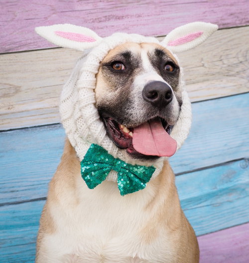 Redburn, an adoptable American Staffordshire Terrier in Phoenix, AZ