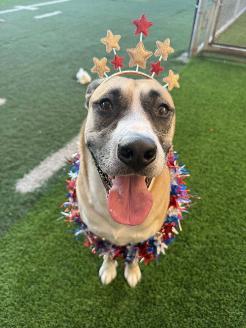 REDBURN - American Staffordshire Terrier / Husky for adoption in Glendale