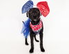 adoptable Dog in  named Piper