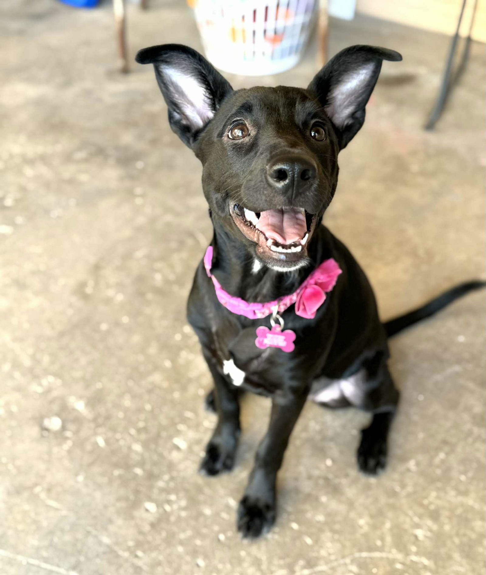 adoptable Dog in Phoenix, AZ named Piper