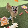 Chewy - Photo 3