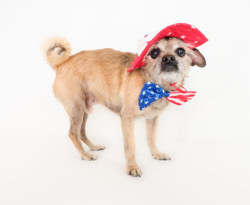 CHEWY - Terrier / Patterdale Terrier (Fell Terrier) for adoption in Glendale