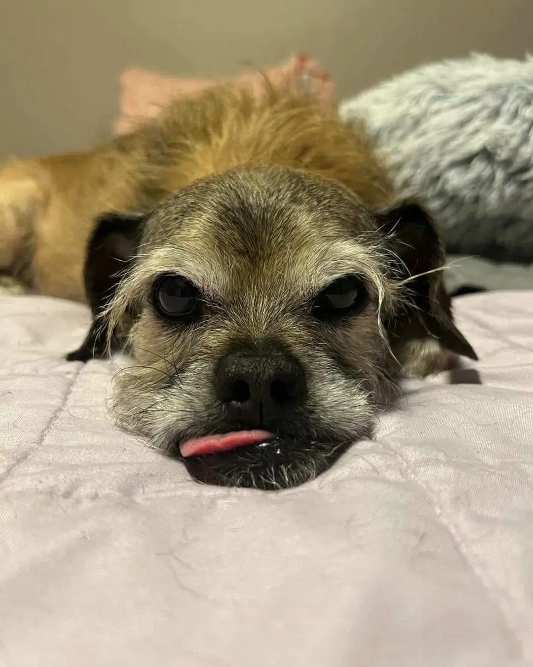 Chewy image 3