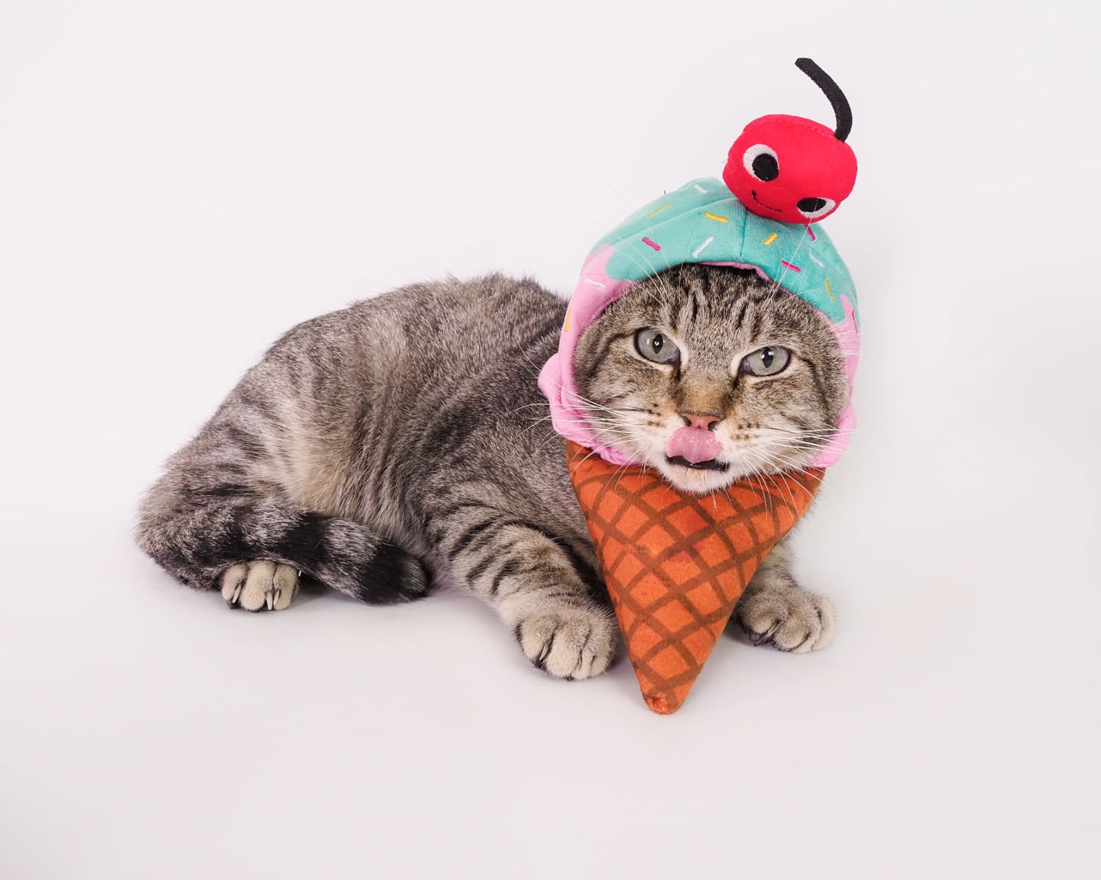 adoptable Cat in Phoenix, AZ named Theo