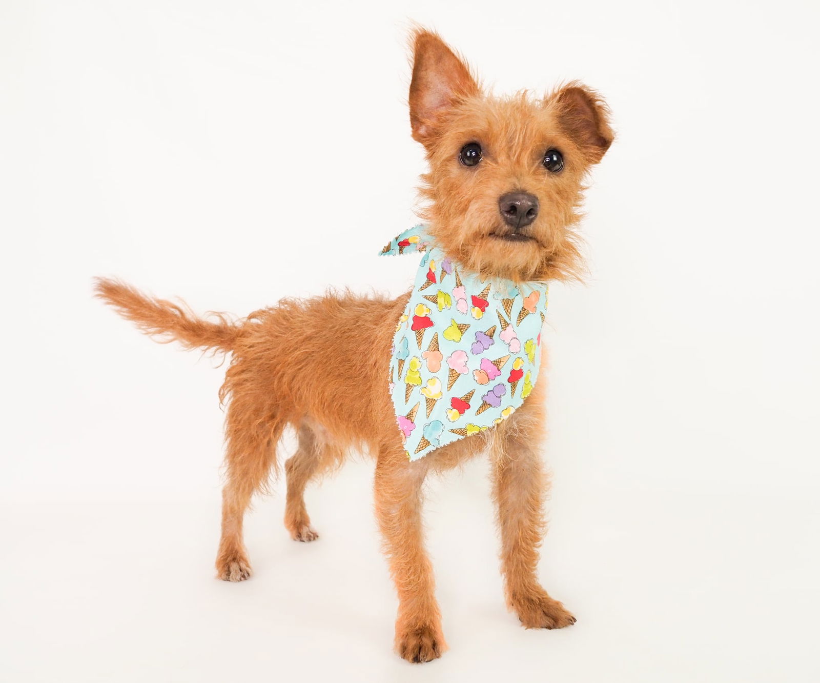 adoptable Dog in Phoenix, AZ named Sherbet