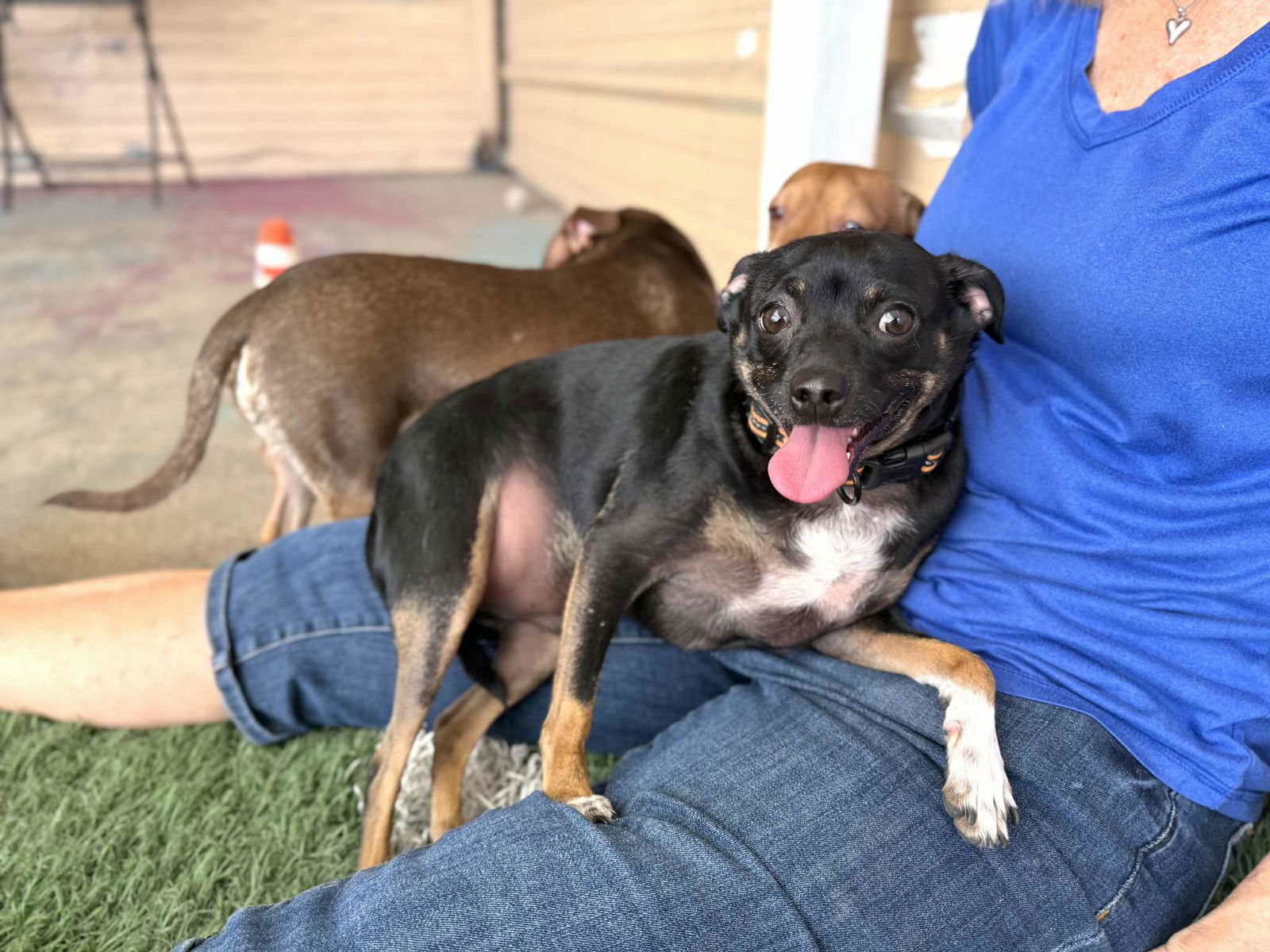 adoptable Dog in Phoenix, AZ named Huey