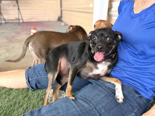 picture of the dog needing adoption