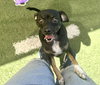 Huey - Photo 2
