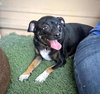 Huey - Photo 3