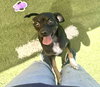Huey - Photo 4