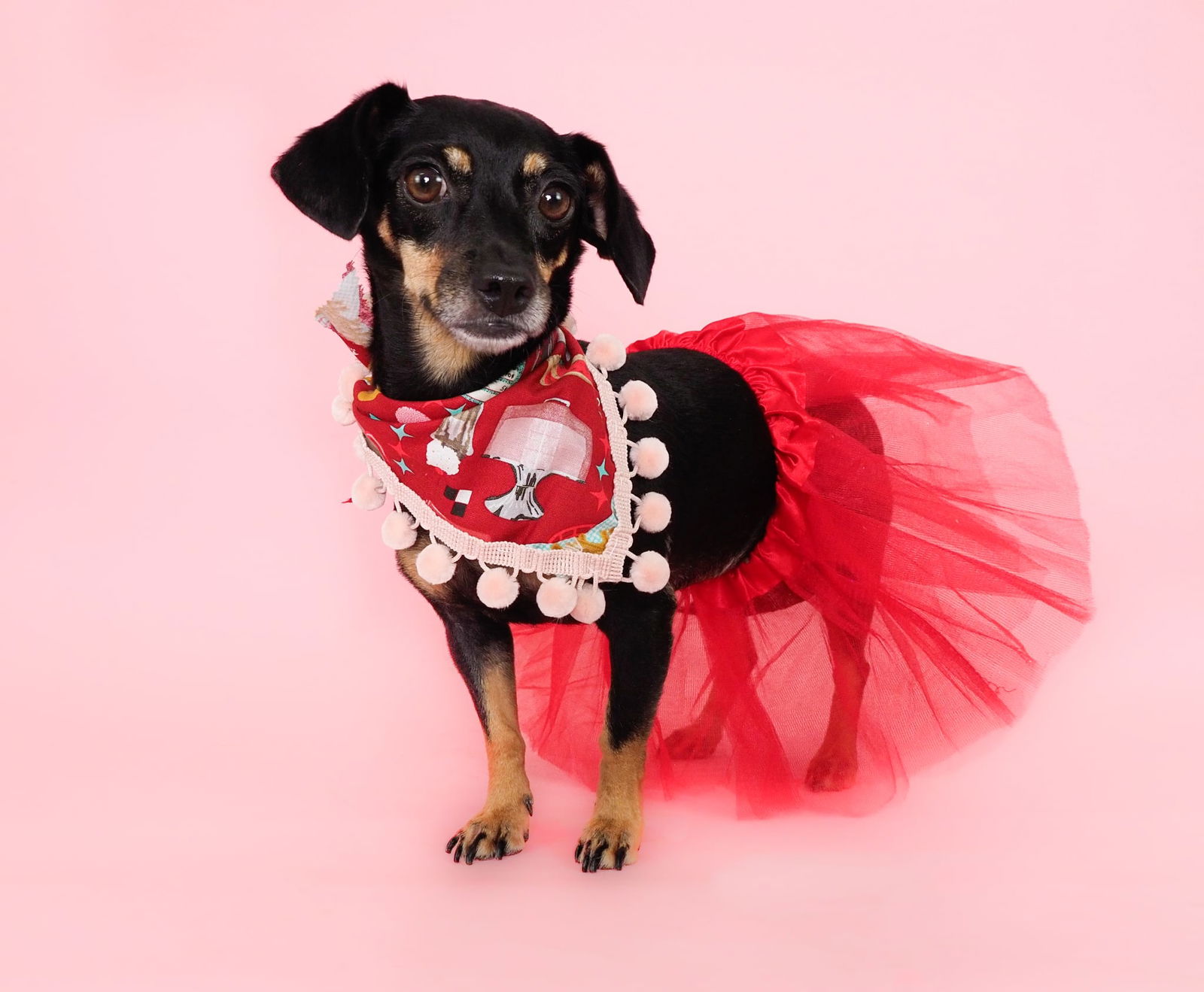 adoptable Dog in Phoenix, AZ named Sundae