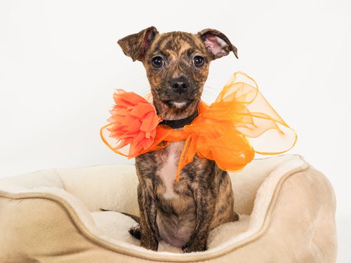picture of the dog needing adoption
