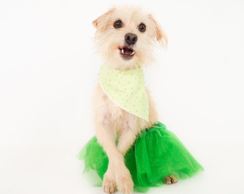 picture of the dog needing adoption