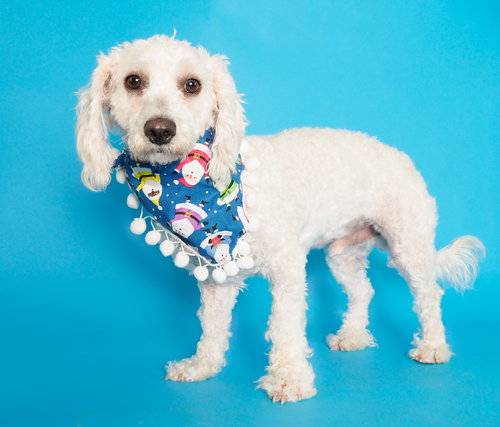 NOBLE & MAJESTY - Poodle (Miniature) / Schnauzer available for adoption