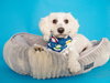 Noble & Majesty - Photo 5