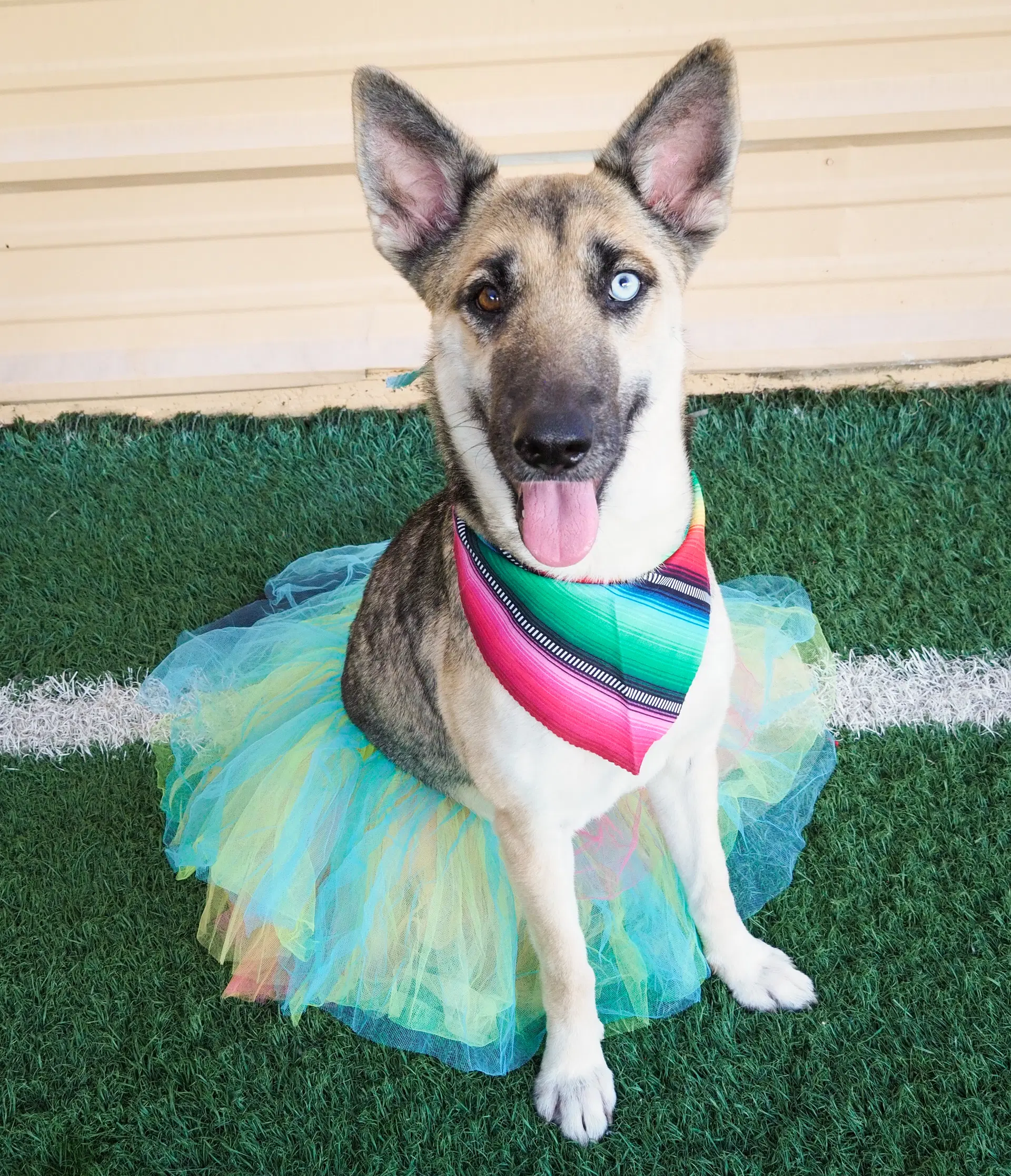 Margarita - Husky