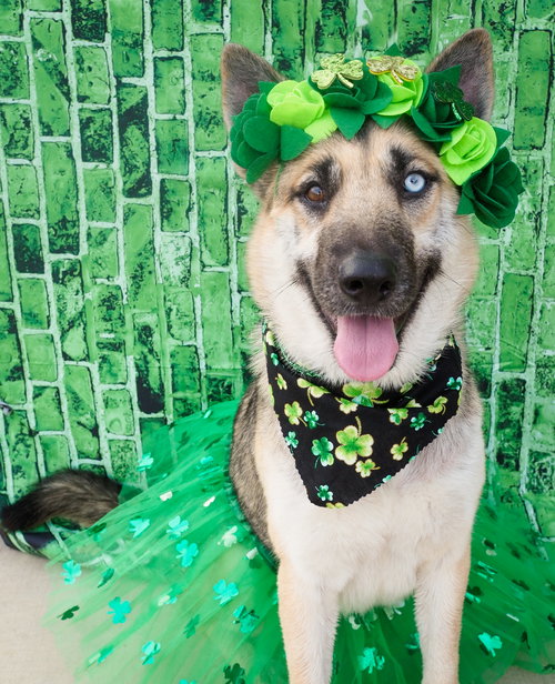 picture of the dog needing adoption