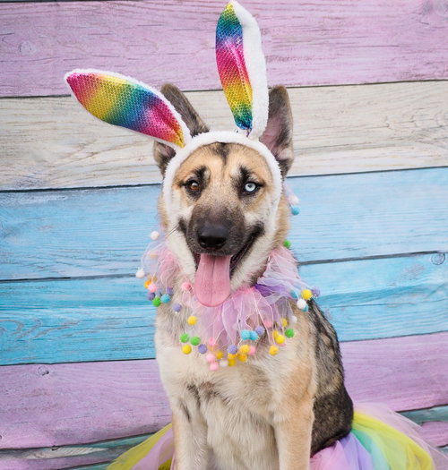 Margarita, an adoptable Husky in Phoenix, AZ