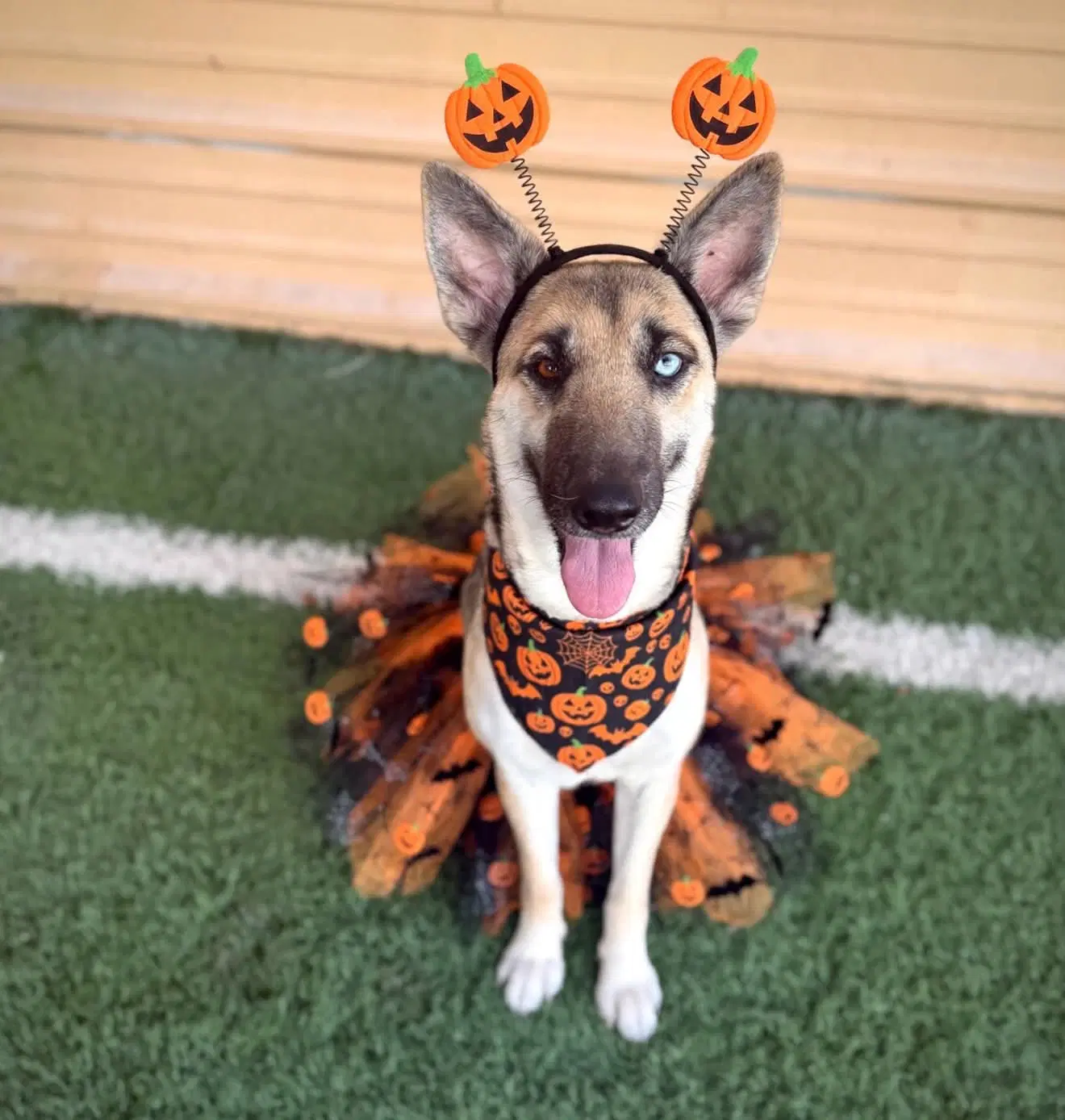 Margarita - Husky