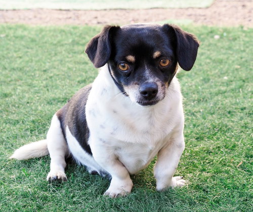 picture of the dog needing adoption