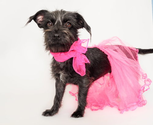 picture of the dog needing adoption